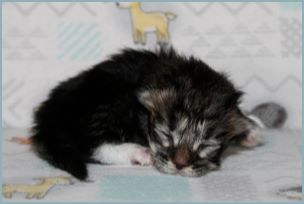 Female Siberian Kitten from Deedlebug Siberians who passed away